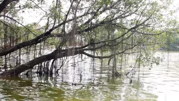 L'arbre s'est penché sur l'eau de l'étang — Video