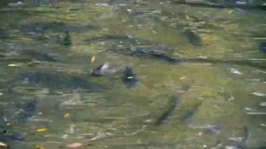 Balık tilapia nehirde beslenir.