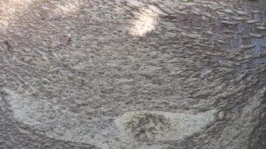 Göl yüzeyindeki kirleticilerin filmi.