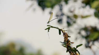 Küçük hanım sineği (Calopteryx sp.) Laos 'ta