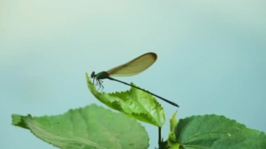 Küçük hanım sineği (Calopteryx sp.) Laos 'ta