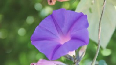 Mavi dekoratif bindweed