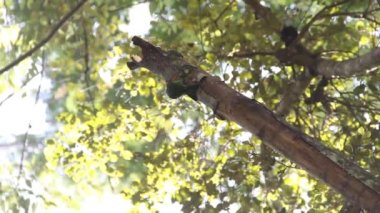 Sri Lanka Barbet (Psilopogon rubricapillus)