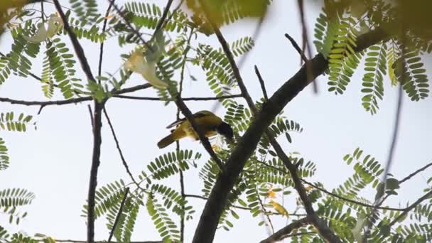 Laranja Minivet — Vídeo de Stock