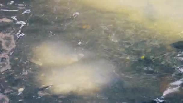 Alimentation du poisson tilapia dans l'étang — Video