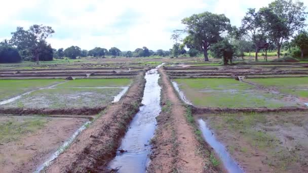 Pole ryżowe na Sri Lance — Wideo stockowe