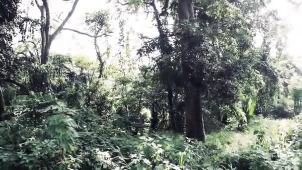 Abundance of sun in a tropical forest — Stock Video