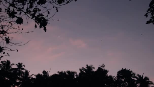 スリランカの自然と空飛ぶキツネ — ストック動画