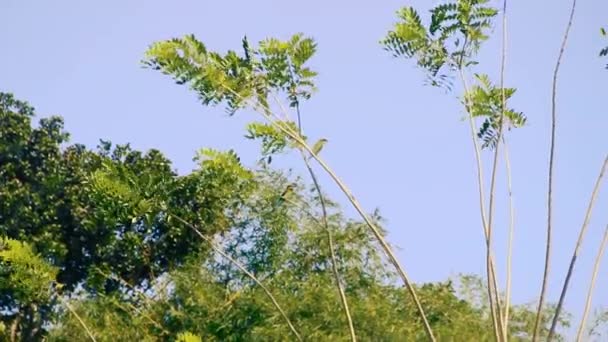 Twee prachtige vogels op mooie flexibele stengels — Stockvideo