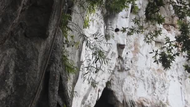 Espécie de abelhas selvagens da terra — Vídeo de Stock