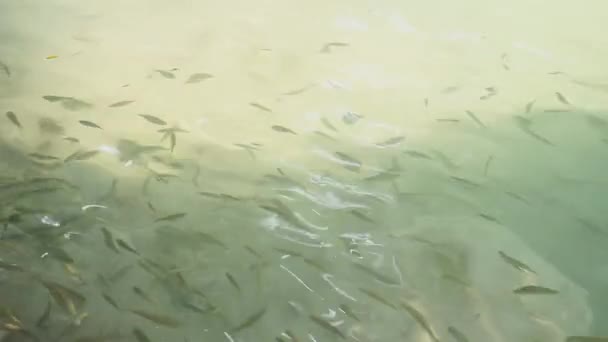 Escola de pequenos peixes alimenta-se de insetos — Vídeo de Stock