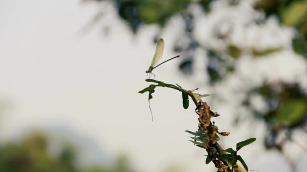 Mosca damisela (Calopteryx sp.) en Laos — Vídeo de stock