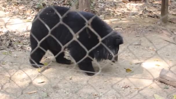 공원우리에 있는 곰 — 비디오