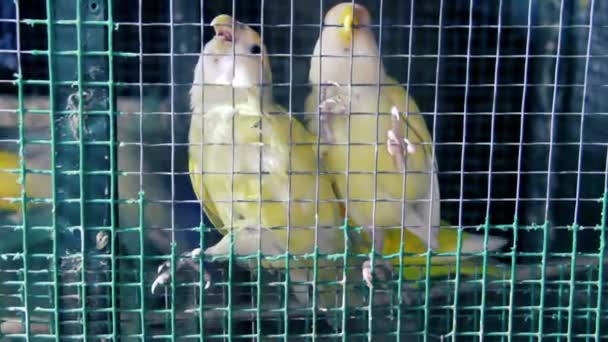 Parrots in a cage for sale — Stock Video