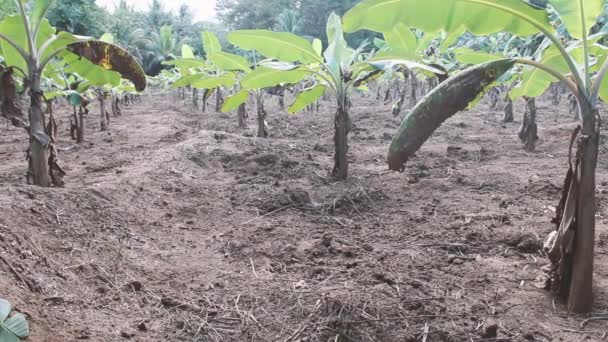 Plantacja bananów — Wideo stockowe