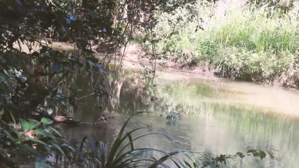 A stream in the rainforest — Stock Video