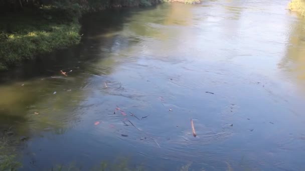 Hidromasaje en un pequeño río del bosque — Vídeos de Stock