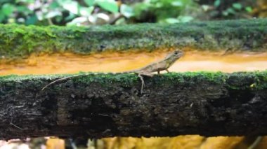 Değişken kertenkele (Calotes sp. Agamidae, erkek) kışın