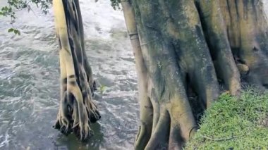 Banyan ağacının hava kökleri