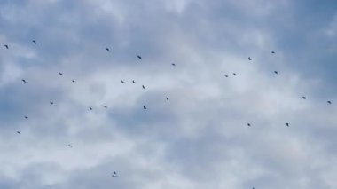 Büyük bir ev kargası sürüsü toplanıyor.