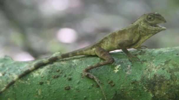 Variabele hagedis (Calotes) — Stockvideo