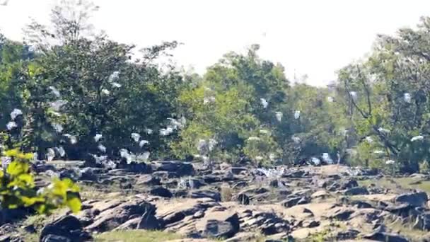 Flock av indiska nötkreatur Egrets — Stockvideo