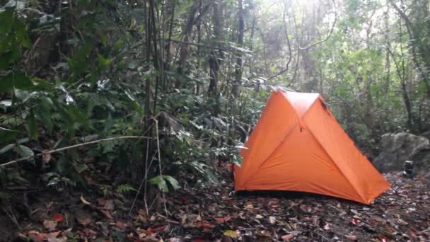Jasně červený stan na okraji deštného pralesa — Stock video