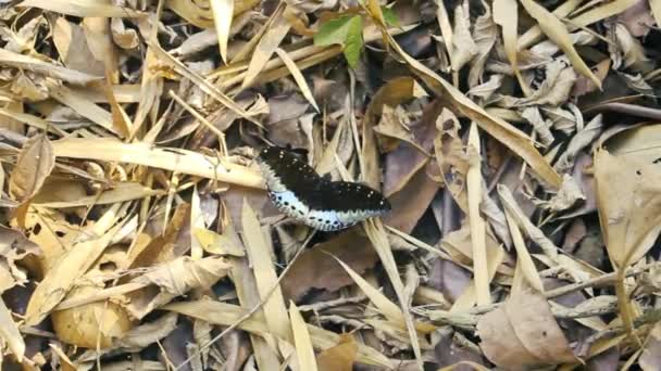 Mariposa cola de golondrina Polymnestor — Vídeos de Stock