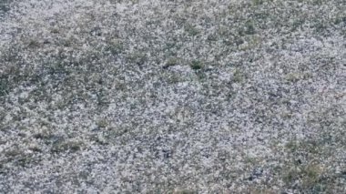 Tapioca karı (graupel))