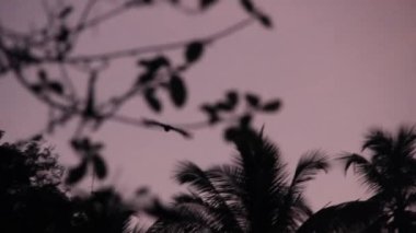 Baykuş uçar ve ağaçtan avlanır.