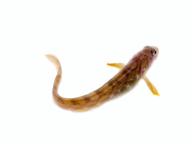 fish wriggles on a white background. very attractive animal in different poses clipart