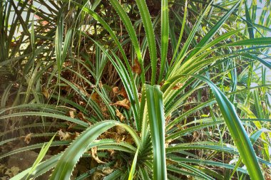 Arap denizinin kıyısındaki yabani aloe