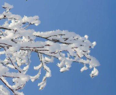 Soğukta donla kaplı Noel dalını çizmek. Güzel, güneşli, soğuk kış.
