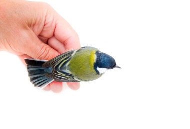 Most beautiful and cute European bird. Great tit (Parus major, male) on hand. Bird caught with aim of ringing. Isolated object, view from top