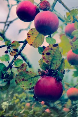 Yaban elması gibi görünüyor. Olgun elma bahçesi, çiftçi değil.