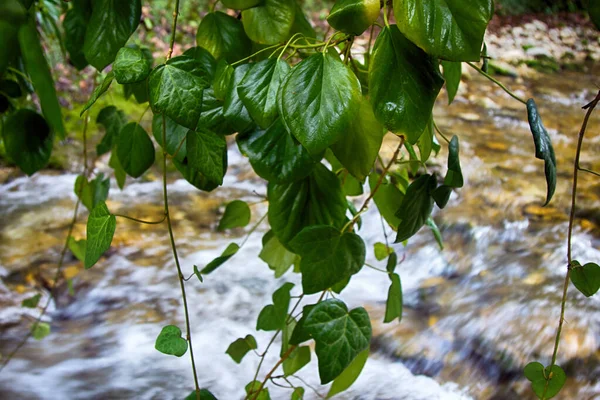 Subtrópicos Invierno Corriente Montaña Con Cascada Rodaje Realiza Través Epífitas — Foto de Stock