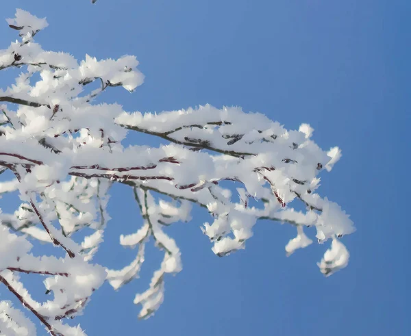 在寒冷中 画上覆盖着霜冻的圣诞枝条 美丽的阳光 寒冷的冬天 — 图库照片