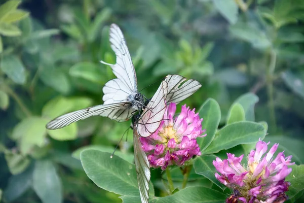 Butterflies is time ardor of love. Mating behavior. Copulation butterfly - Black-veined white (Aporia crataegi), thorn butterfly