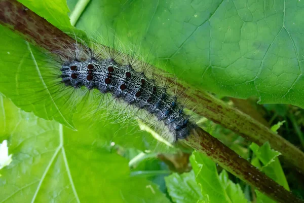 ライマントリア ディスパールの毛虫が森の中を移動する 山の森の美しい害虫の毛虫 — ストック写真