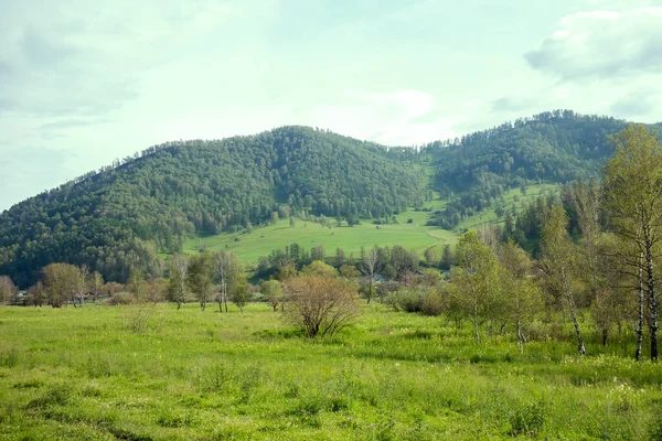 Montagnes Été Avec Arbres Altaï Paysage Vert — Photo