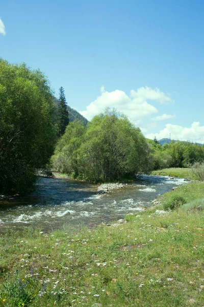 Górska Rzeka Zielonej Dolinie Poplar Terenach Zalewowych Góry Altai — Zdjęcie stockowe