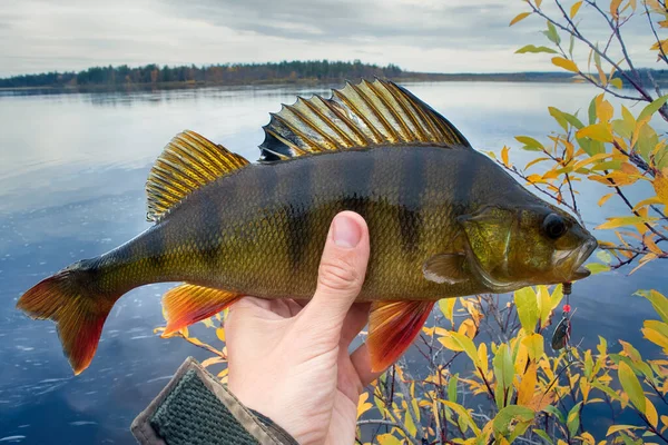 Bra Spinnfiske Nordliga Älvar Stor Abborre Händerna Fångst Fiskare — Stockfoto