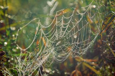 Çiyin içindeki ağ ve gün ışığı arasında. Sabah güneşli ama sisli bir gün, yazın doğanın güzelliği.