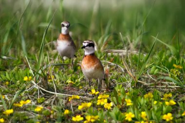 Asya 'nın Kuşları. Sarı çiçekli (erkek tüyleri daha parlak) hoş çayır tarlasında Moğol Plover (Charadrius mongolus))