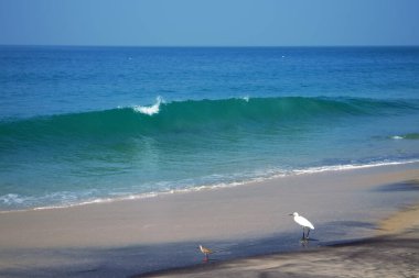 Tipik Hindistan kuşları, tipik biyop 13. Küçük balıkçıllar (Egretta garzetta) ve Avrasya kıvırcığı (Numenius arquata))