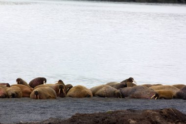 Atlantik deniz aygırları birbirlerine yakın plajda uyurlar.