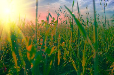 Kuzey yulaf tarlası sabahın erken saatlerinde, güneş çiğ kurur.