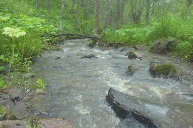 Nehir ormanda önyargılı bir şekilde akar. Altai dağlarının su kaynakları