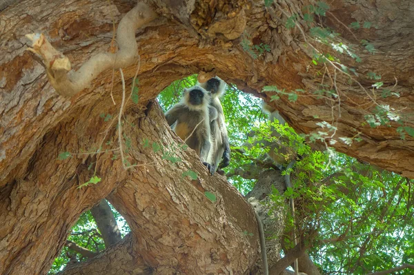 Hanuman Langur Presbytis Entellus Священна Довгохвоста Мавпа Індії Тварини Короні — стокове фото