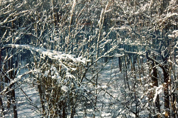 Fondo Invierno Nieve Ramas Después Una Nevada — Foto de Stock